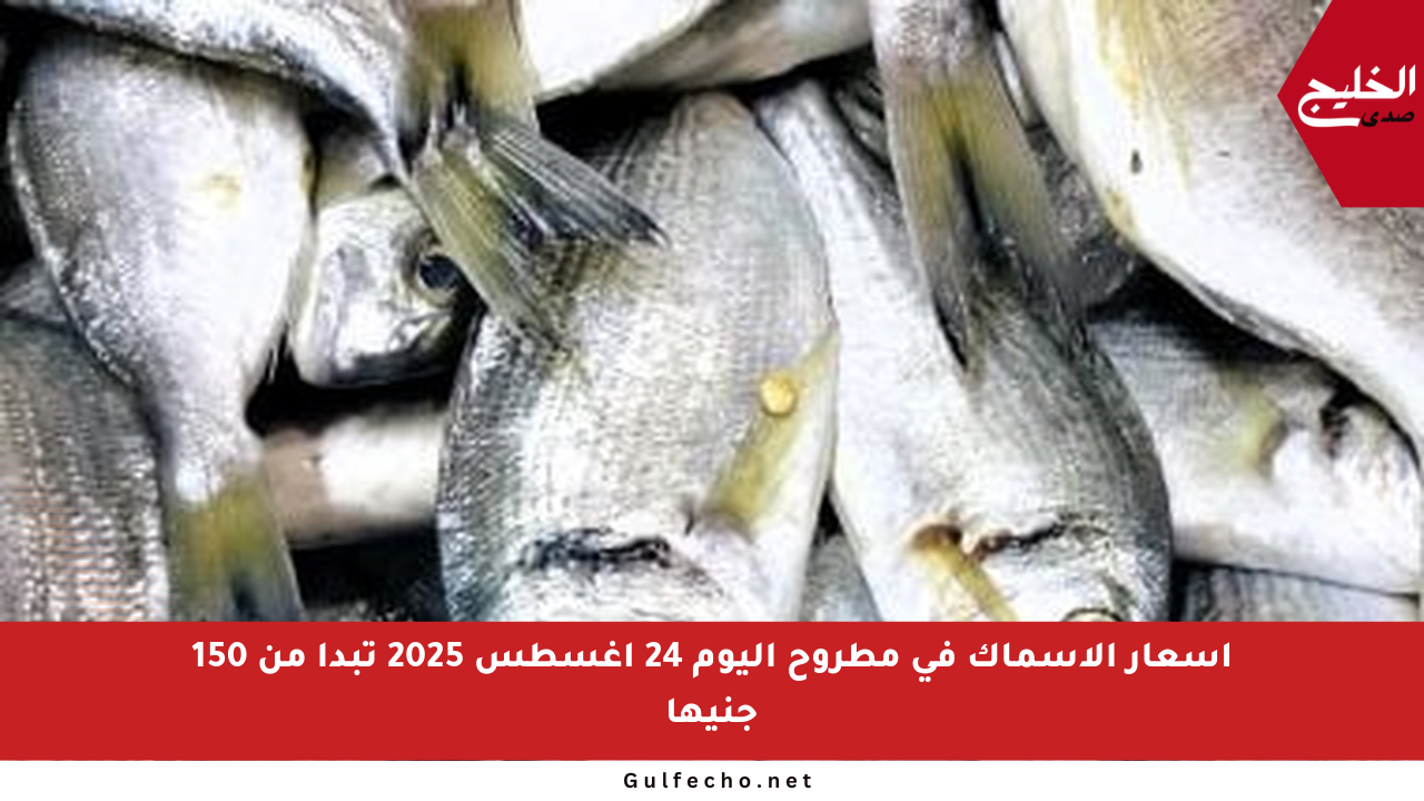 أسعار الأسماك في مطروح اليوم 24 أغسطس 2025 تبدأ من 150 جنيها